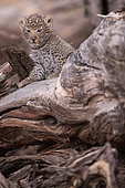 African leopard (Panthera pardus) young on a stump, Botswana