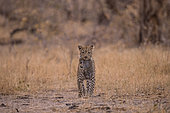 African Leopard (Panthera pardus) female carrying its young, Botswana