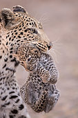 African Leopard (Panthera pardus) female carrying its young, Botswana