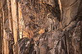 African leopard (Panthera pardus) female and young on cliff, Botswana