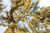 Tree heather covered with lichens, Siemen Mountains, Ethiopia