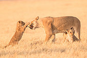 African lion (Panthera leo) lioness and lion cubs playing in the savannah, Botswana