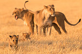 African lion (Panthera leo) lioness and lion cubs in the savannah, Botswana