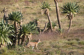 Simian jackal (Canis simensis), Simien mountains, Ethiopia