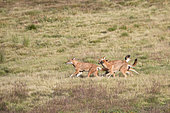 Simian jackal (Canis simensis) group, Simien mountains, Ethiopia