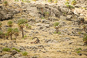 Walia Ibex (Capra walie) male at rest, Highlands at 4000 meters altitude, Simien mountains, Ethiopia