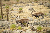 Walia Ibex (Capra walie) males, Highlands at 4000 meters altitude, Simien mountains, Ethiopia