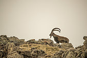 Walia Ibex (Capra walie) male on rocks, Highlands at 4000 meters altitude, Simien mountains, Ethiopia
