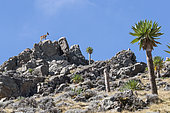 Walia Ibex (Capra walie) female on rocks, Highlands at 4000 meters altitude, Simien mountains, Ethiopia