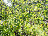 Snap bean 'Blauhilde'