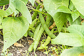 Bean 'Petit Riz de Montmorency', Phasoleus vulgaris nanus