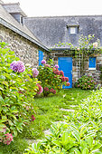 Hydrangea (Hydrangeas sp) in bloom in a garden, Penty, Crozon Peninsula, Finistère, France