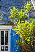 Yuccas in a garden, Lesteven, Crozon Peninsula, Finistère, France
