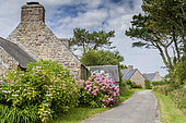 Hydrangea (Hydrangea sp) in bloom in a garden at Hameau de Kerroux, Penty, Crozon Peninsula, Finistère, France