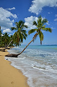 Marine erosion on Las Terrenas beach. Coconut palm roots can no longer hold sand. Samana. Dominican Republic