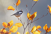 Coal tit (Periparus ater) perched amongst coloured leaves, England