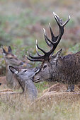 Red deer (Cervus elaphus) stag smelling hind, England