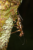 Longhorn Beetle (Nemaschema kudrnai) on trunk, New Caledonia