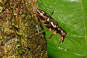 Longhorn Beetle (Nemaschema kudrnai) on trunk, New Caledonia