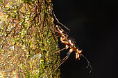 Longhorn Beetle (Nemaschema kudrnai) on trunk, New Caledonia