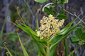 Pacific Bushcane (Flagellaria neocaledonica), flower, New Caledonia