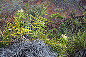 Pacific Bushcane (Flagellaria neocaledonica), mining scrub, New Caledonia