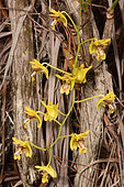 Niaouli orchid (Dendrobium closterium) flowers, Mont Dore, New Caledonia