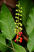 Bloodberry (Rivina humilis), berries, Ile des Pins, New Caledonia