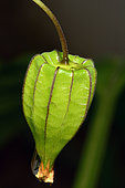 Native gooseberry (Physalis minima), calyx, New Caledonia