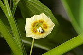 Native gooseberry (Physalis minima), flower, New Caledonia