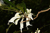 Oxera (Oxera brevicalyx) flowers, Sarraméa, New Caledonia