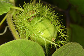 Wild maracuja (Passiflora foetida) bracts around the capsule of the fruit trapping insects, protocarnivorous plant, New caledonia