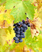 Bunch of Merlot grapes and vine leaves in autumn, Grezillac, Bordelais, France