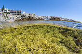 Split view of Brown algae (Cystoseira sp) in front of the former fishing village Calella de Palafrugell, Costa Brava, Spain. Cystoseira are bio-indicators of good water quality.