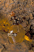 Honey Pot Ant (Myrmecocystus spp) - Arizona. Honey Pot Ant (Myrmecocystus spp) with engorged gasters -Arizona - Lives in undergound colonies that protect them from harsh desert conditions - Specialized members of the colony-called repletes-store liquid food in their engorged gasters which is shared with other members of the colony as needed