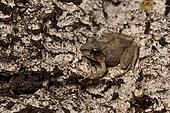 Tsingy frog (Gephyromantis atsingy) on the rock walls of a canyon in the dry season, Tsingy de Bemaraha National Park, Melaky Region, Madagascar