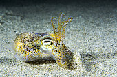 Dwarf bobtail squid (Sepiola rondeletii) on the sand, Marseillan plage, Hérault, Occitanie, France.