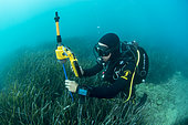 Scuba diver marine biologist mapping a Posidonia herbarium using acoustic telemetry. Site of Aresquiers, off Frontignan, Hérault, Occitanie, France.