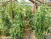 Protection et tuteurage pour la culture des tomates