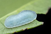 Gelatin Slug Caterpillar (Limacodidae sp). These Limacodid caterpillars are the opposite of the stinging nettle varieties of Limacodid caterpillars with lightly textured body. Singapore