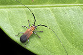 Lycid mimicking longhorn beetle (Serixia sp). Longhorn beetle mimicking a netwing beetle, Singapore