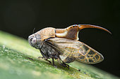 Tube spittlebug (Machaerotidae sp). Machaerotidae, known as the tube spittlebugs, is an outlier among the Cercopidae because the nymphs live in calcareous tubes rather than producing foam as in the other families. Singapore