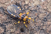 Yellow black Assassin Bug (Reduviidae	sp). Yellow black Assassin Bug on dead log, possibly hunting millipedes, Singapore