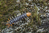 Net-Winged Beetle Larvae (Lygistopterus sp). Net-Winged Beetle Larvae on dead logs, possibly mimicking a millipede. Singapore