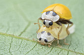 Ladybird (Illeis cf. koebelei)	Male yellow bird beetle guarding female pupa from other males, Singapore