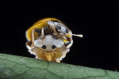 Ladybird (Illeis cf. koebelei)	Male yellow bird beetle guarding female pupa from other males, Singapore