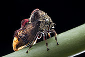 Backlit treehopper (Membracidae sp). Backlit shot of a treehopper. Singapore