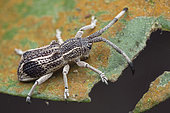 Longhorn beetle (Cerambycidae sp) mimicking a weevil, Malaysia