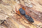 Araignée sauteuse (Jerzego sp) sur écorce, Malaisie
