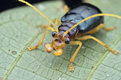 Leaf beetle (Chrysomelidae sp). The insects of the beetle family Chrysomelidae are commonly known as leaf beetles, and include over 37,000 species in more than 2,500 genera, making up one of the largest and most commonly encountered of all beetle families. Malaysia